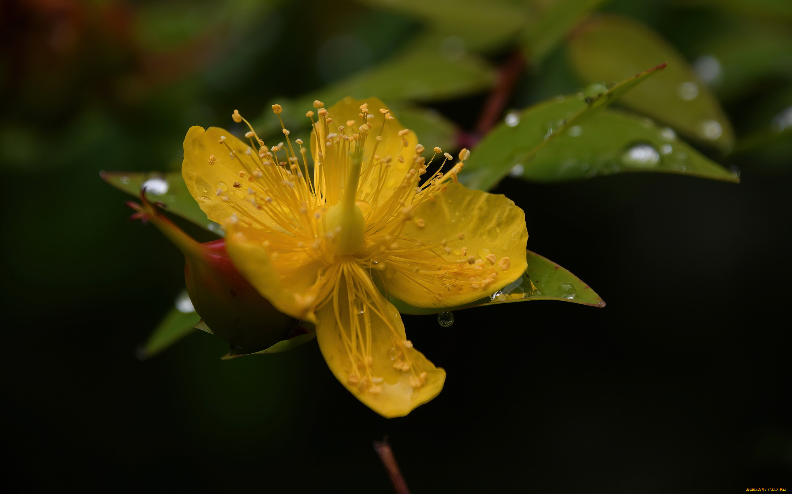 hypericum perforatum,  , , hypericum, perforatum, , 